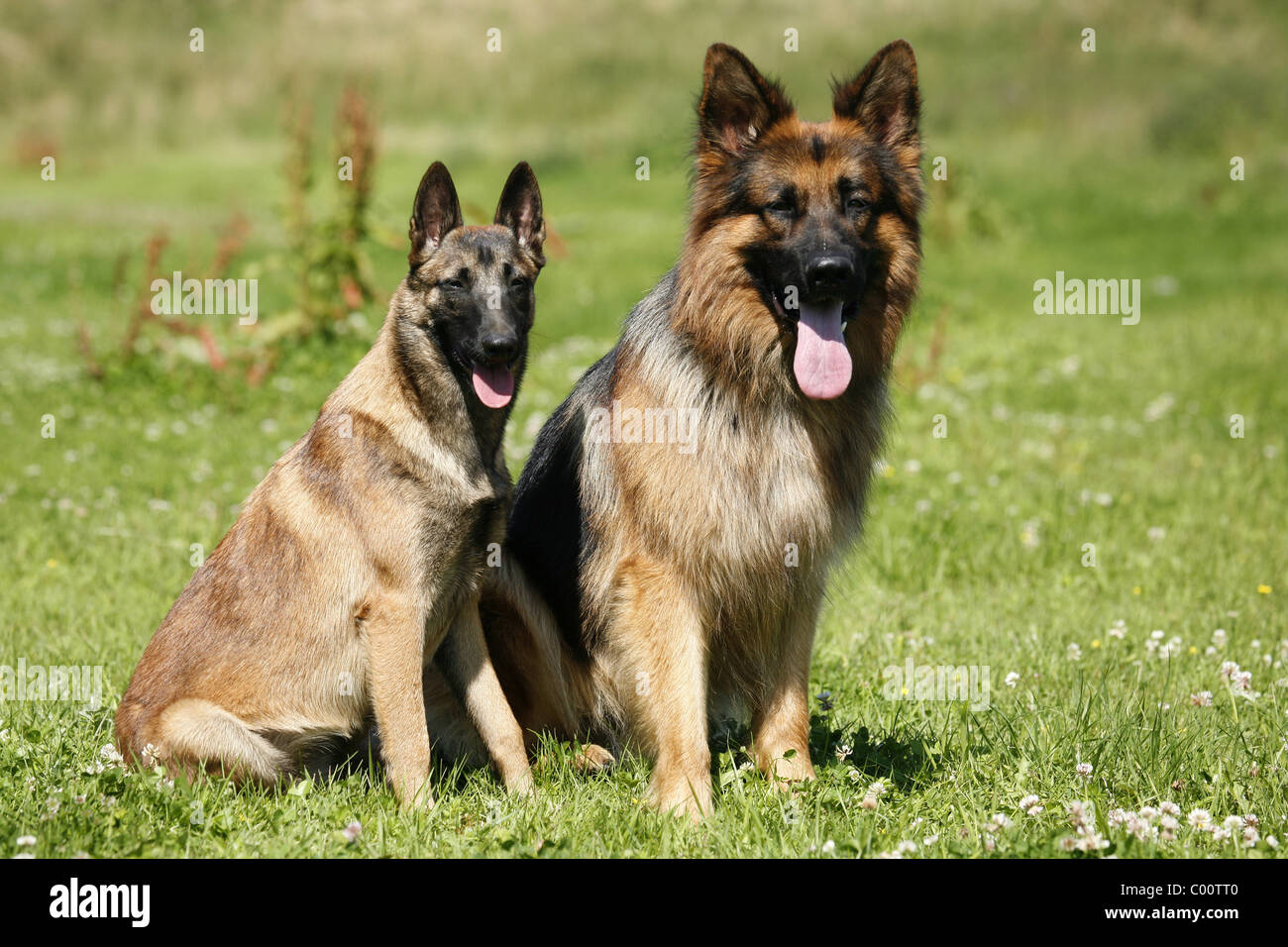Belgian shepherd hund hi-res stock photography and images - Alamy