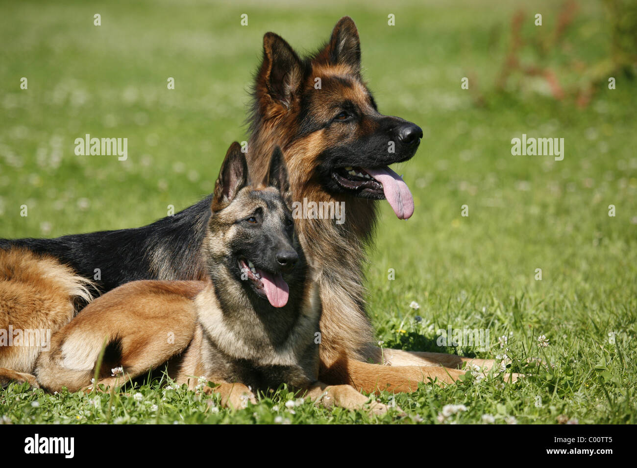 Belgian shepherd hund hi-res stock photography and images - Alamy