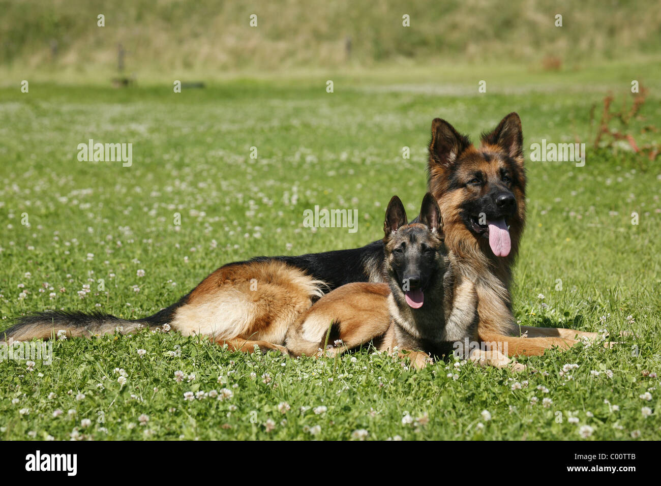 Deutscher german shepherd stock and images - Alamy