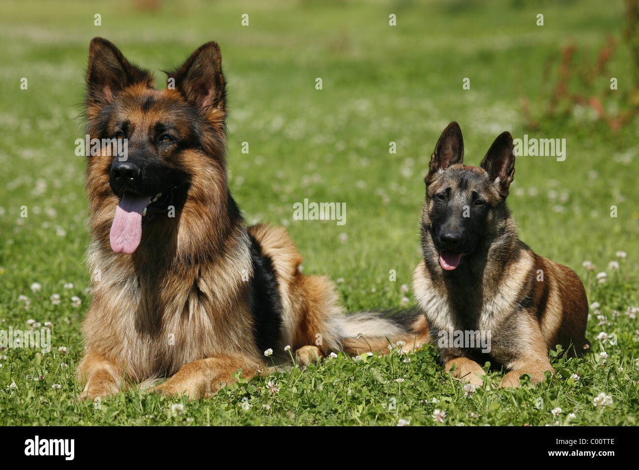 Deutscher Schäferhund & Malinois / German Shepherd & Malinois Stock Photo -  Alamy