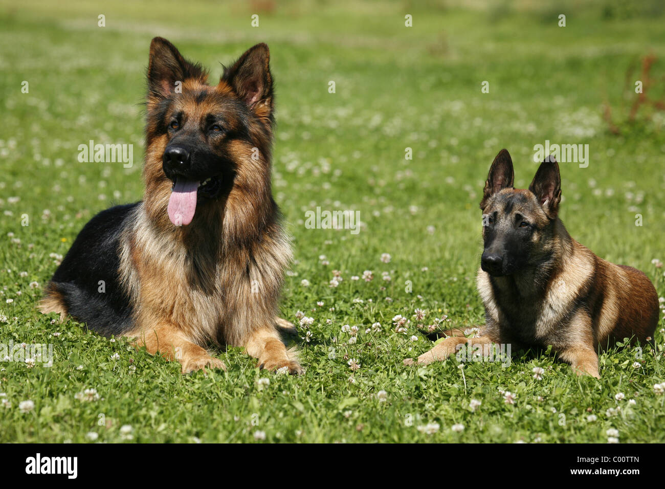 Belgischer Schaferhund High Resolution Stock Photography and Images - Alamy