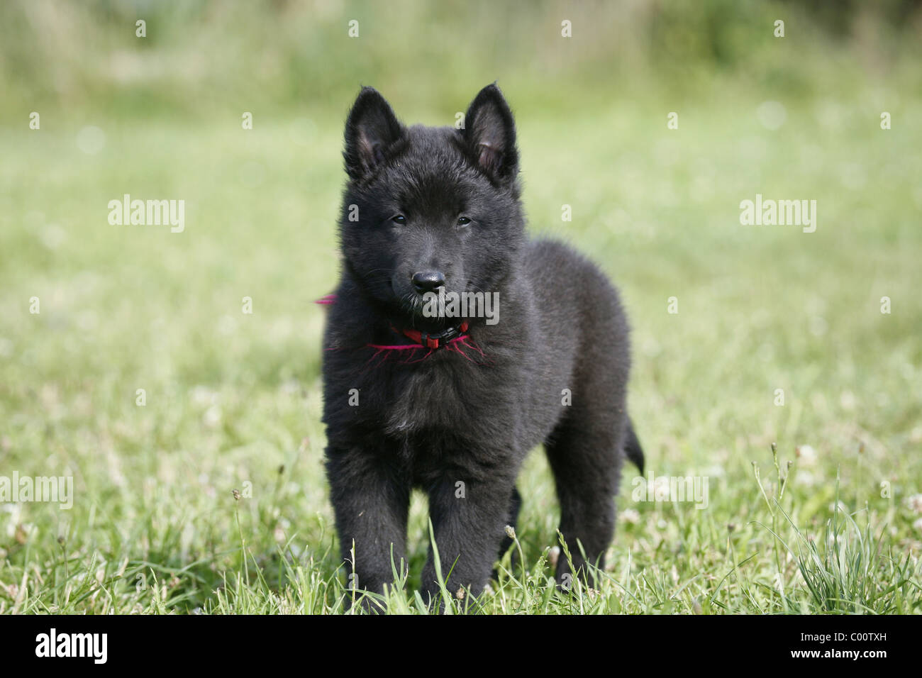 Groenendael Welpe / Groenendael Puppy Stock Photo Alamy