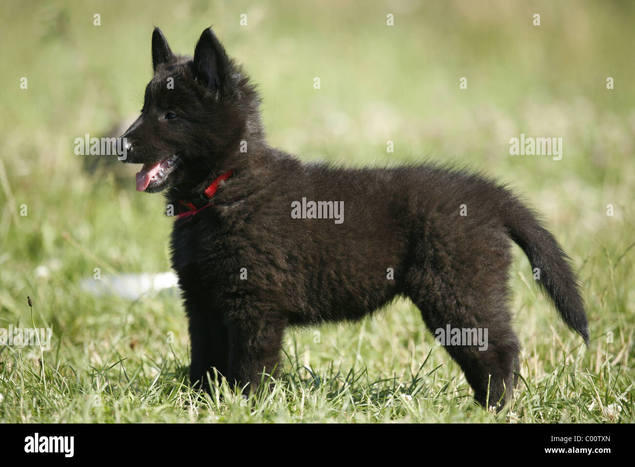 groenendael puppies