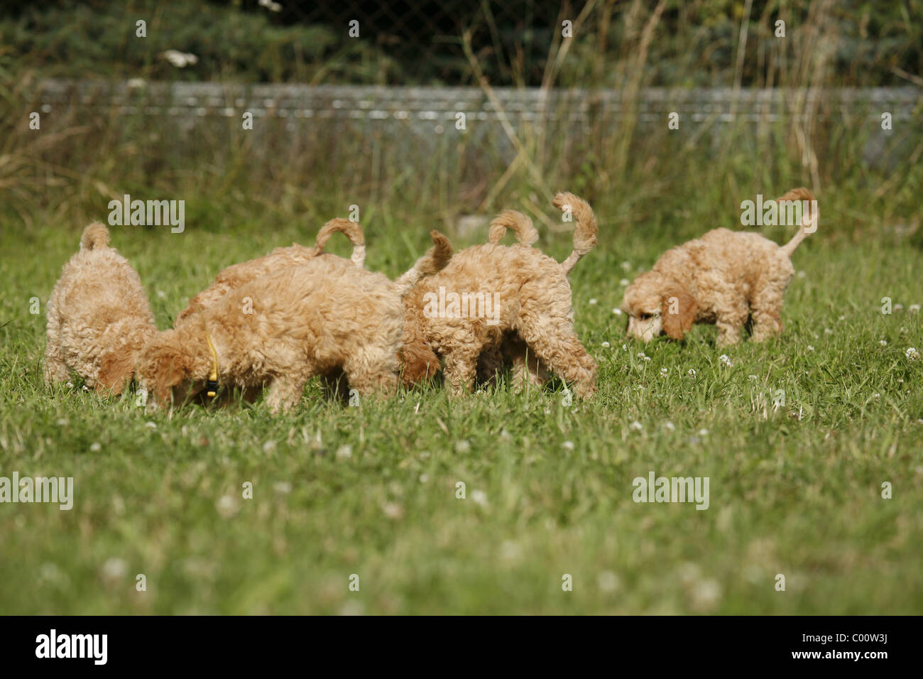 Pudel Welpe / poodle puppy Stock Photo