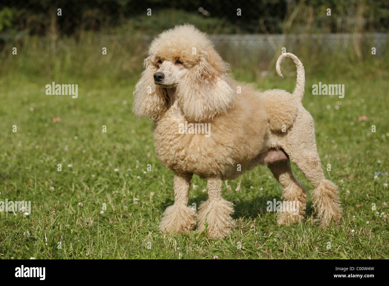Pudel / poodle Stock Photo - Alamy