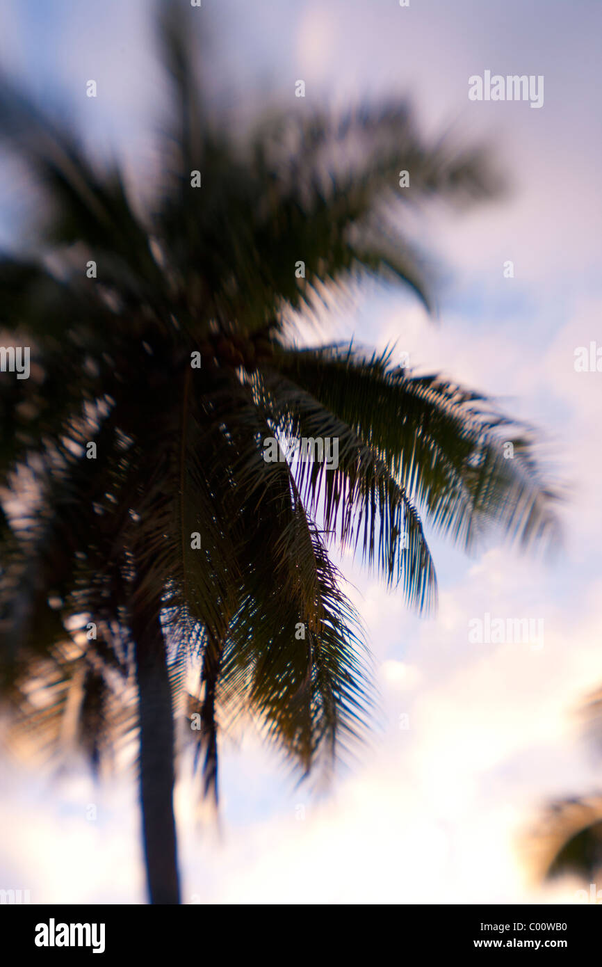 Movement of palm tree Stock Photo - Alamy
