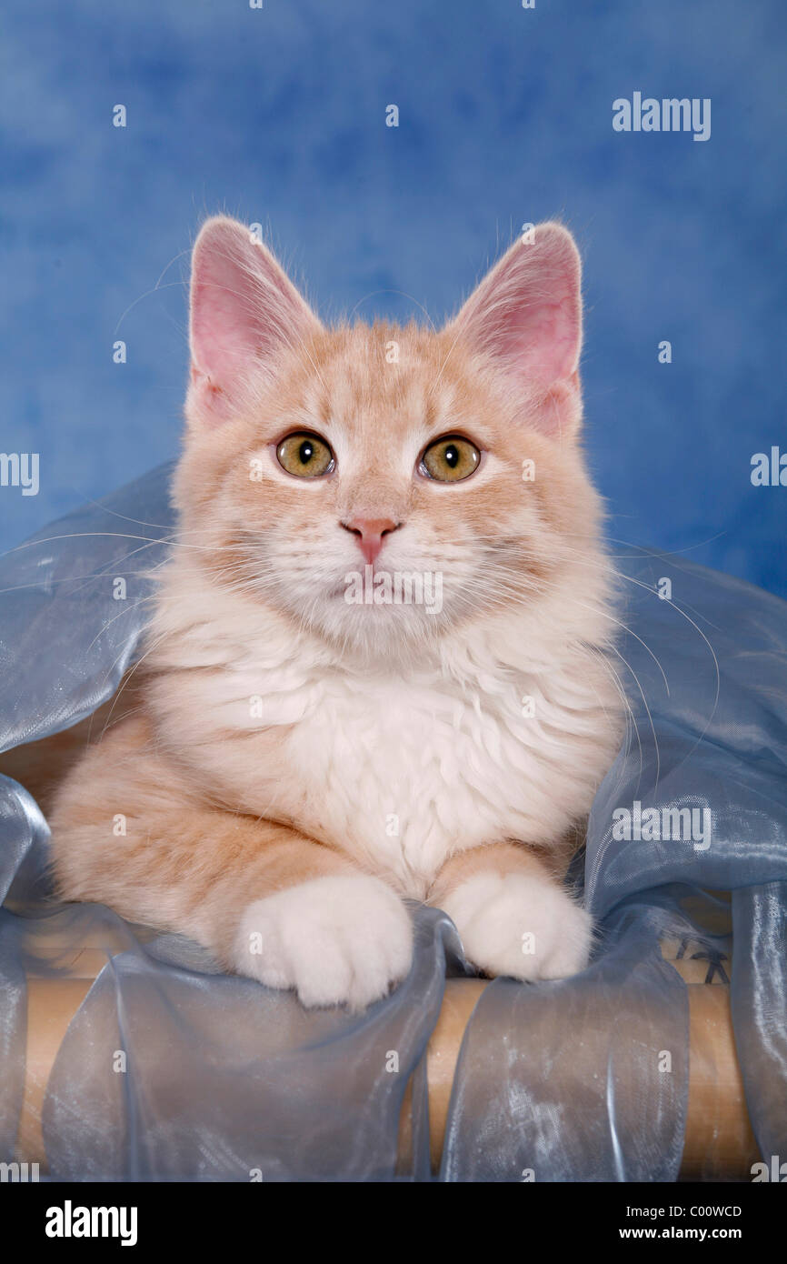 Sibirische Katze / Siberian Forest Cat Stock Photo - Alamy