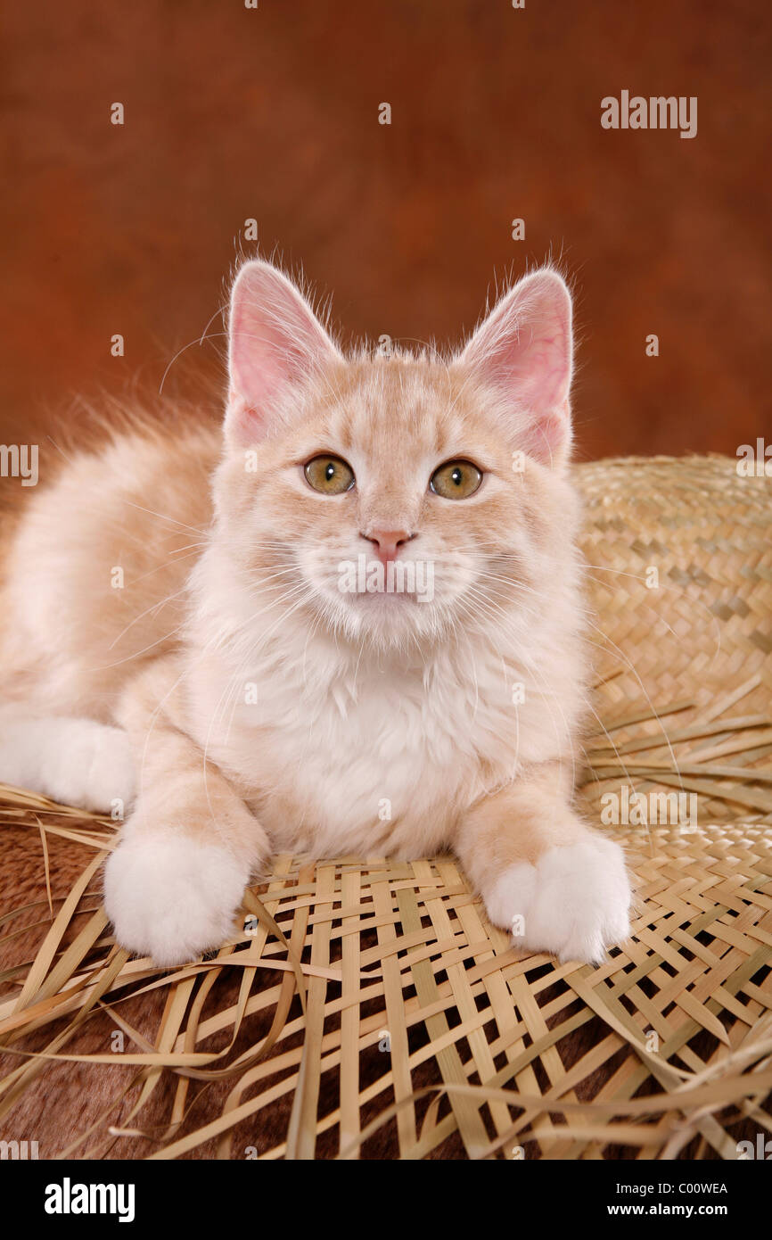 Sibirische Katze / Siberian Forest Cat Stock Photo - Alamy