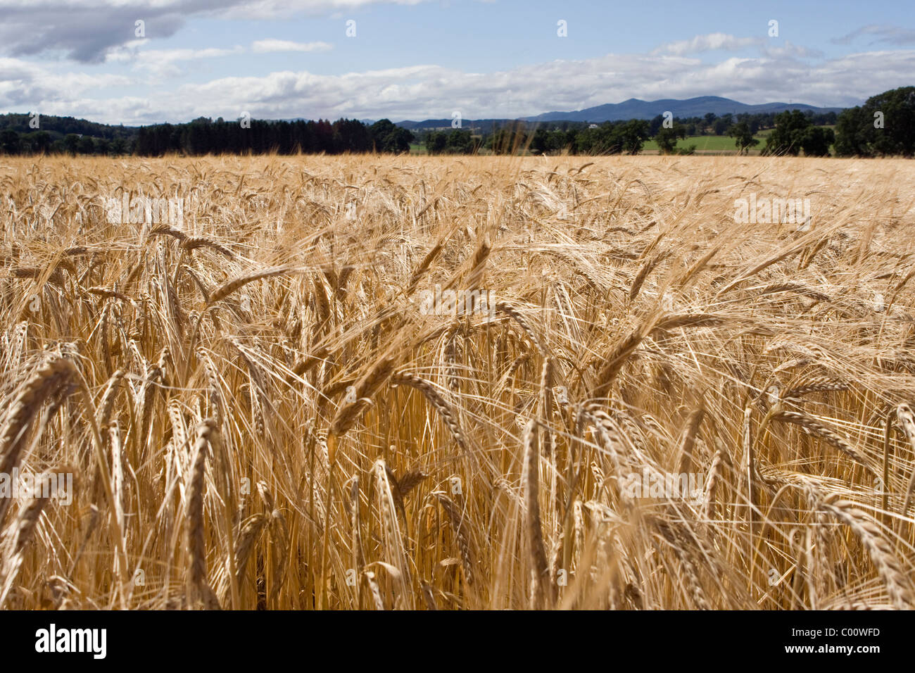 Barley field at harvest time Stock Photo