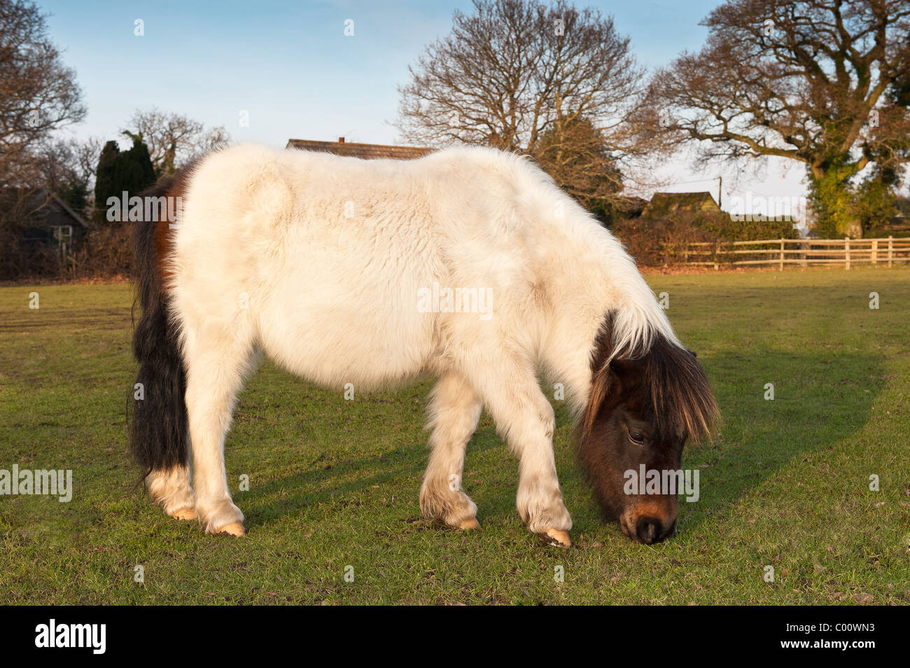 New Forest pony  grazing grass at Godshill New Forest Stock Photo