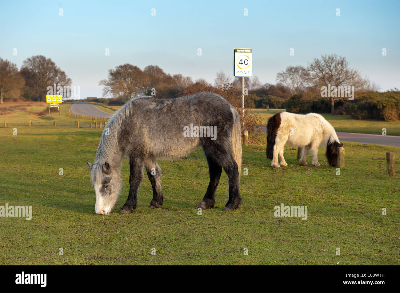 New Forest ponies grazing grass by  the roadside at Godshill New Forest Stock Photo