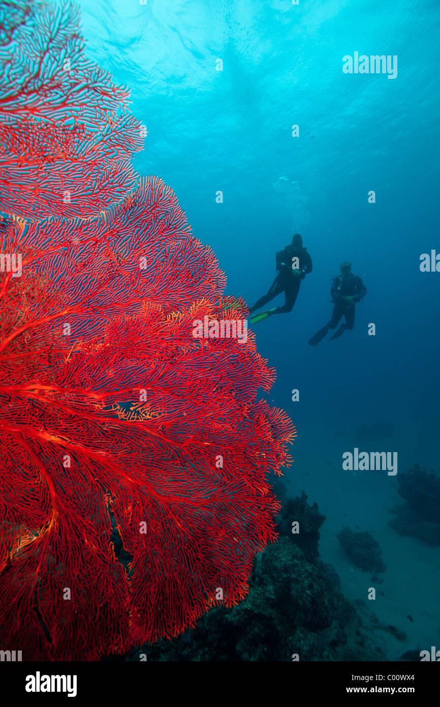 Scuba divers and gorgonian Stock Photo