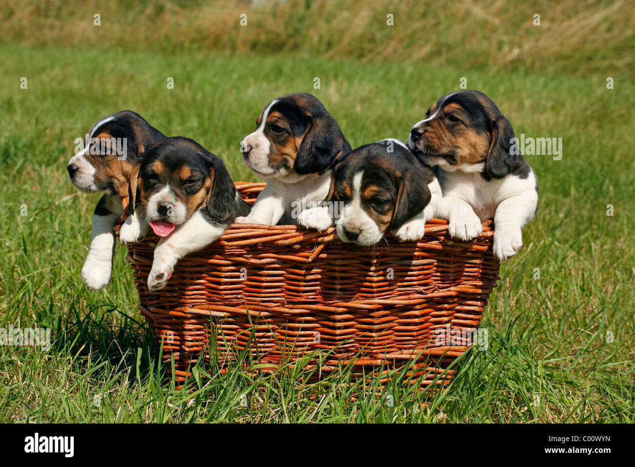 Group Of Beagles High Resolution Stock Photography and Images - Alamy