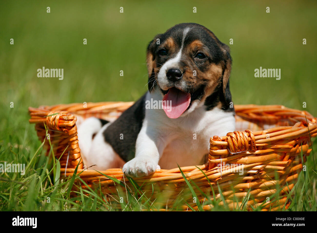 Beagle Welpe im Körbchen / Beagle pup in basket Stock Photo