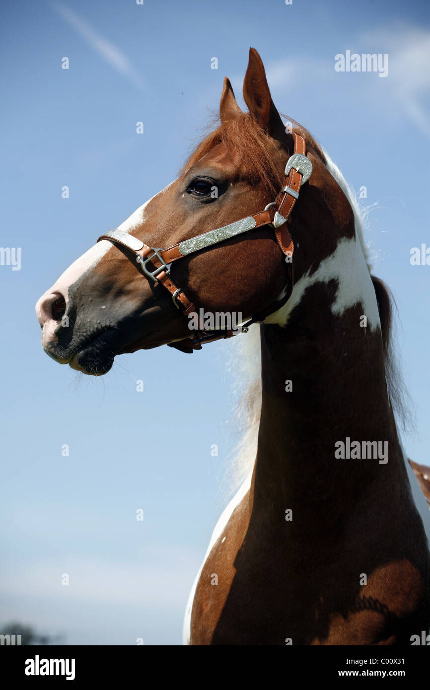 Pinto Hengst / Pinto stallion Stock Photo