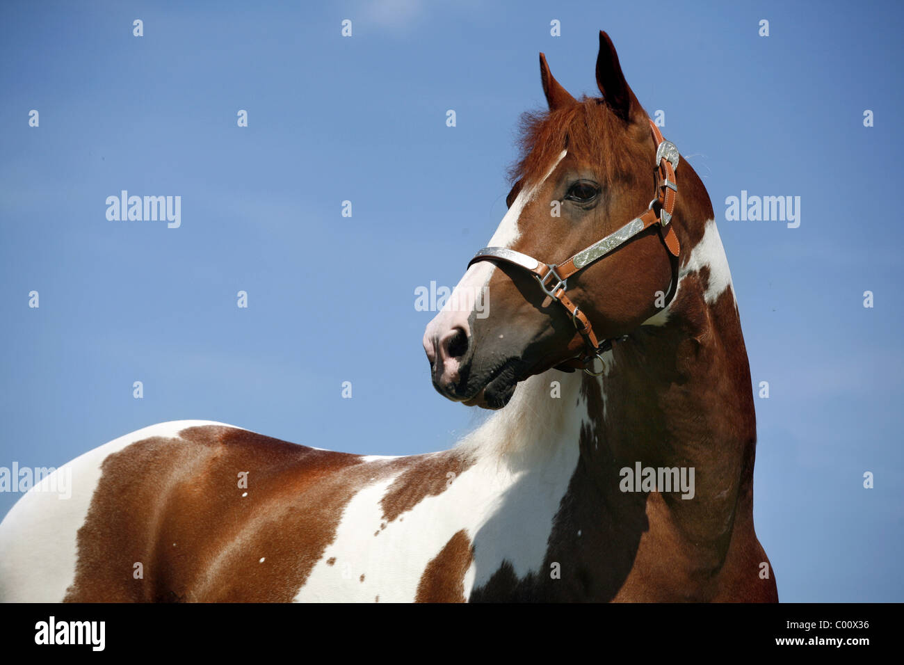 Pinto Hengst / Pinto stallion Stock Photo