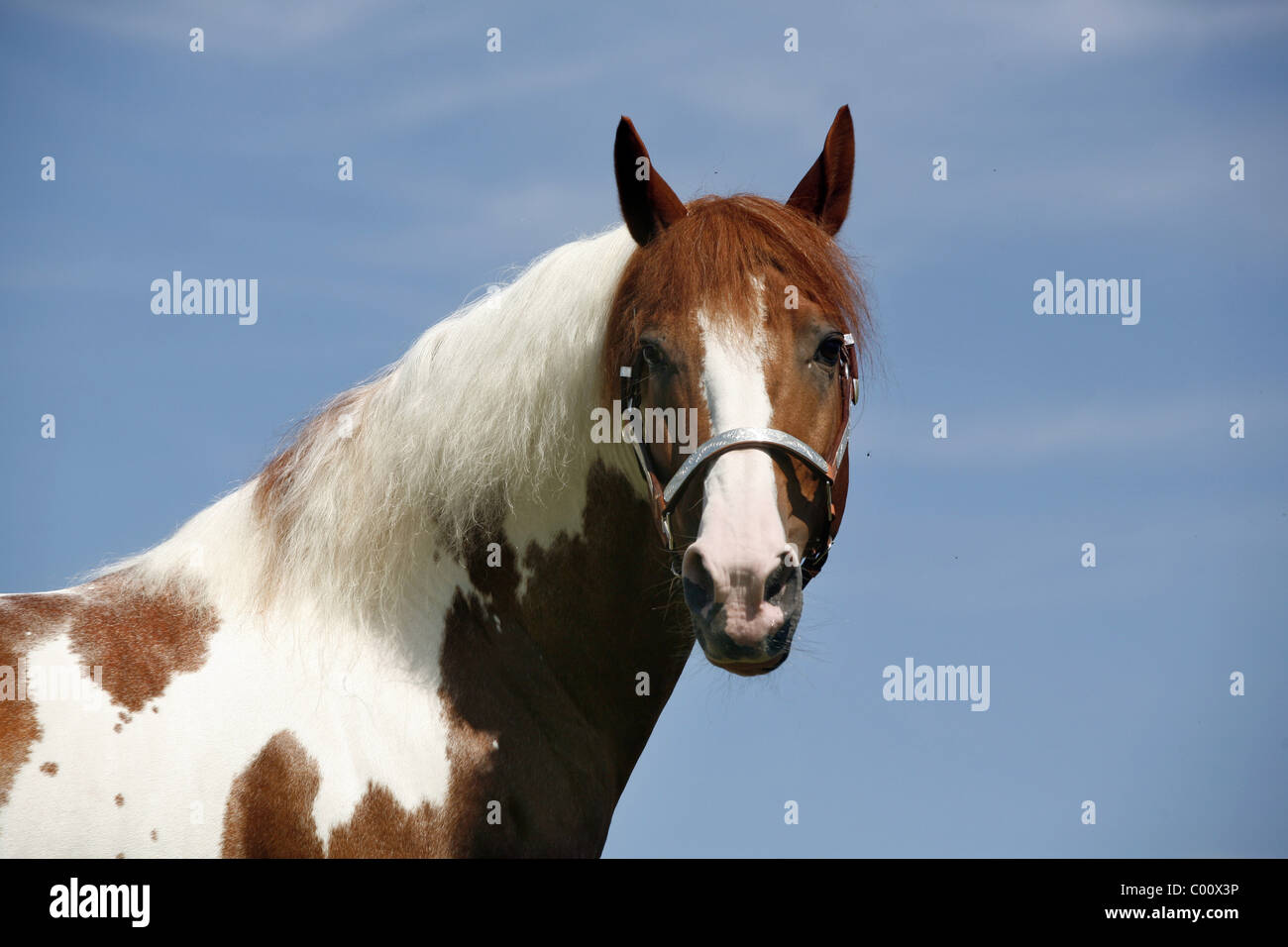 Pinto Hengst / Pinto stallion Stock Photo