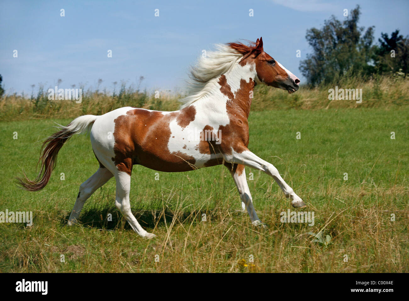 Pinto Stallion Pinto Stallion