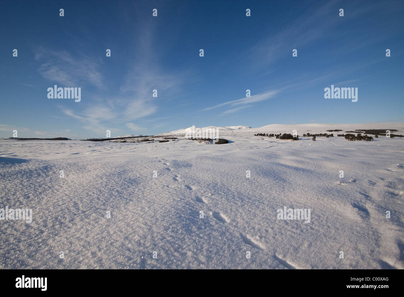 Snowy field with Ben Wyvis in the background Stock Photo