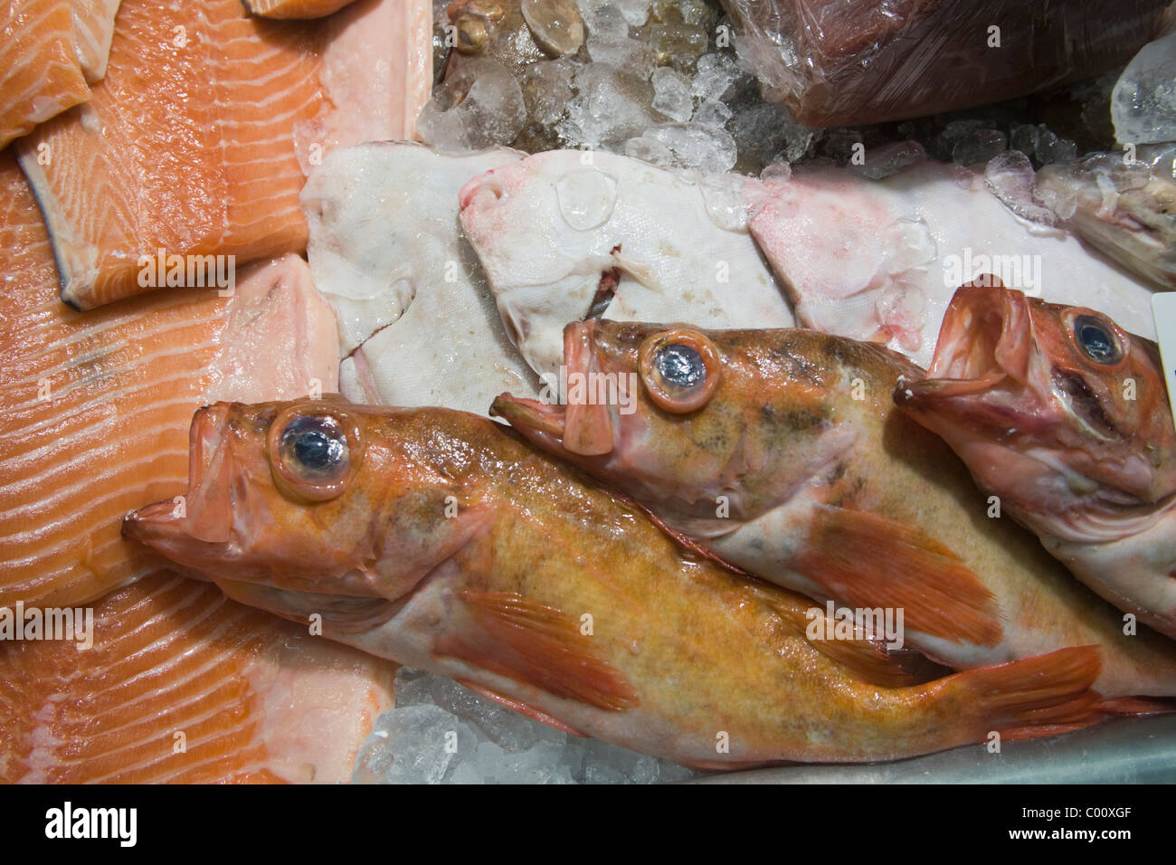 Fish Sebastes viviparus Small redfish Norway redfish Rockfish Stock Photo