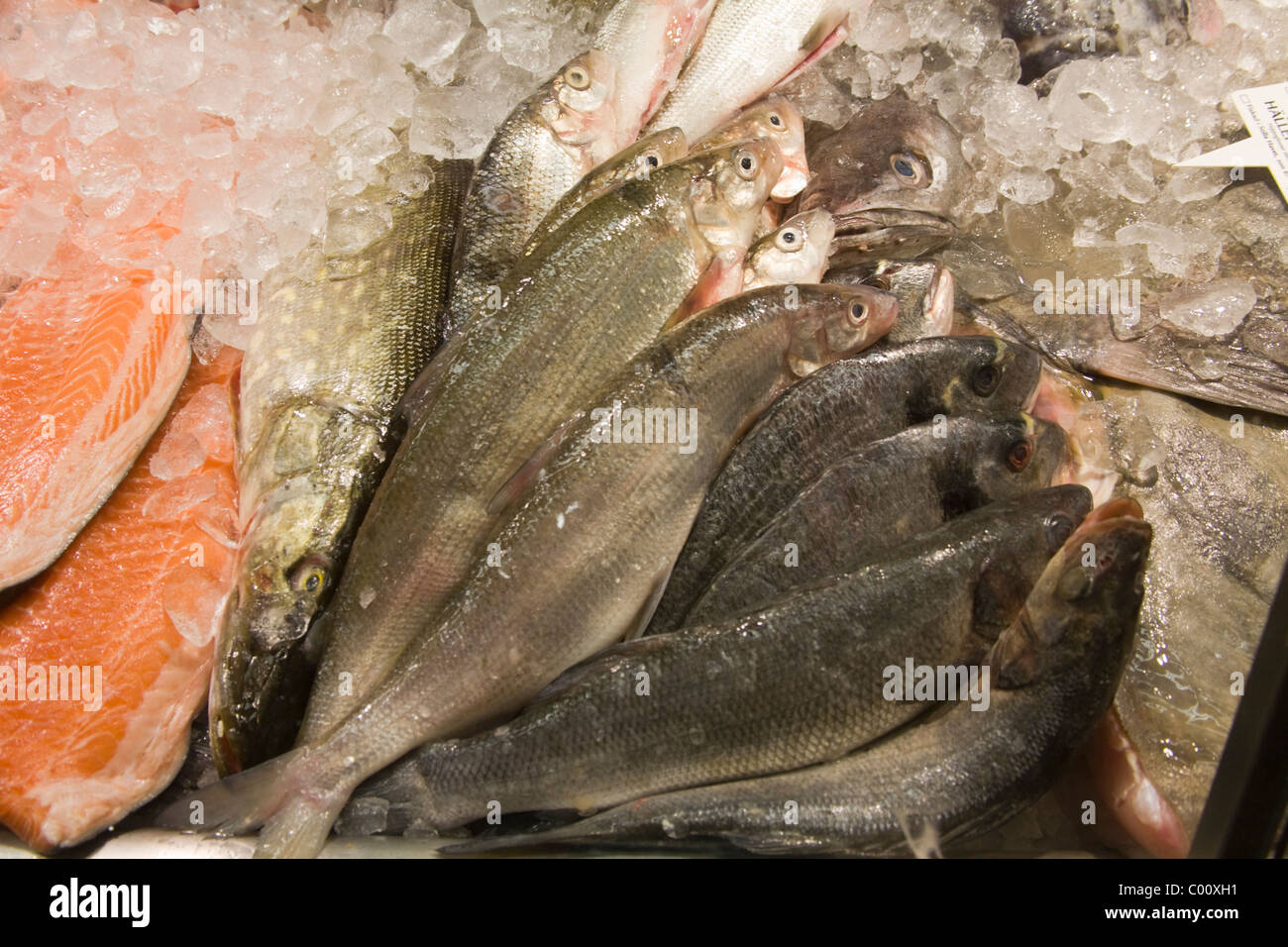 Fish Coregonus sp. Common Whitefish Cisco Stock Photo