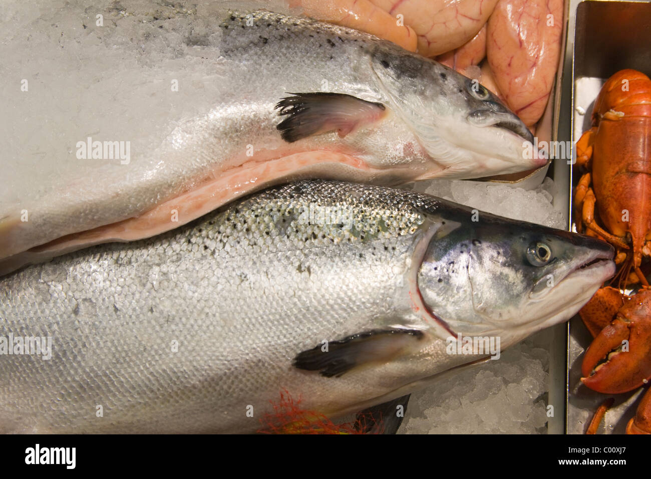 Fish Salmo salar Salmon Stock Photo