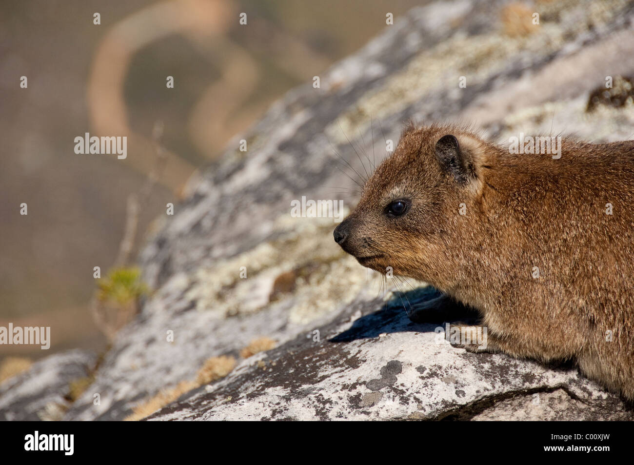 South Africa, Cape Town, Table Mountain. Rock Hyrax (aka dassie) on the ...