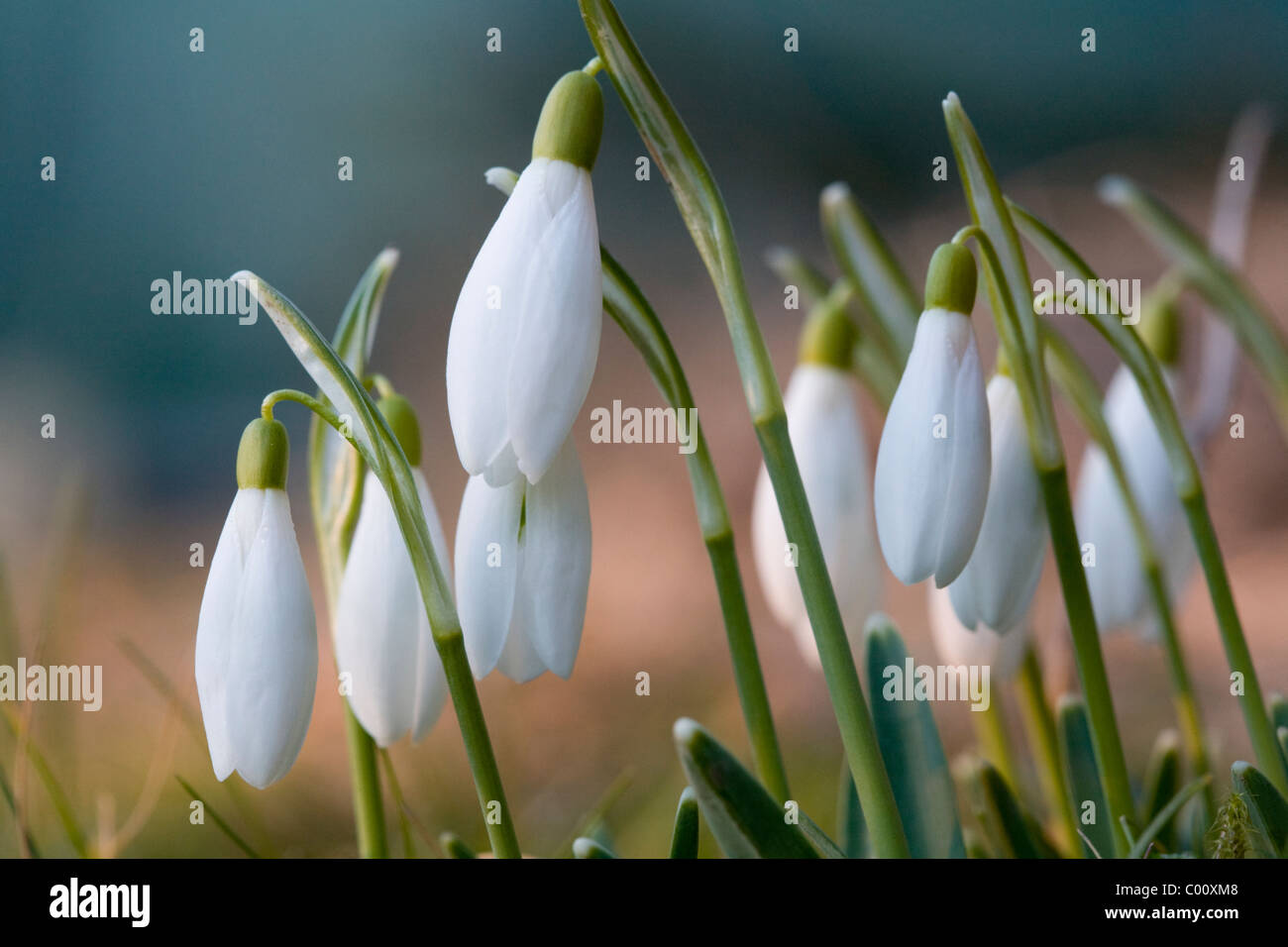 Snowdrops flowering in springtime Stock Photo