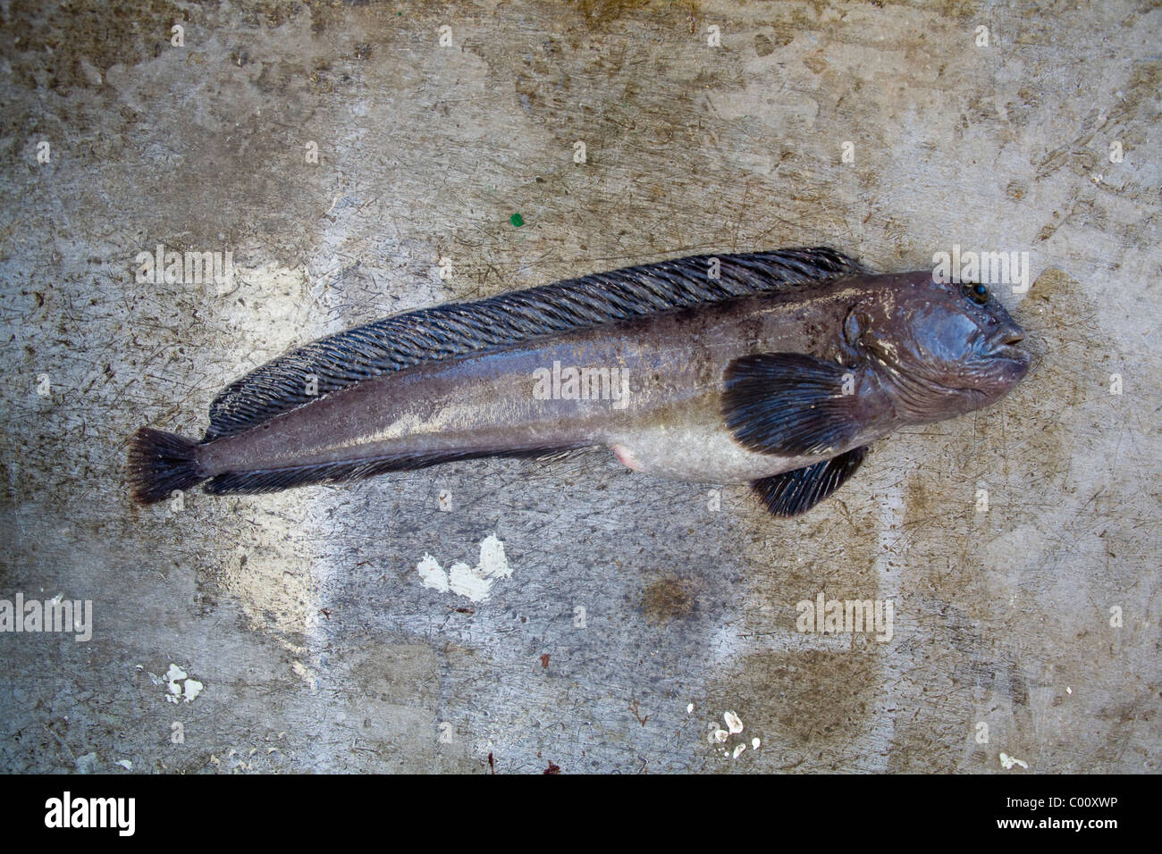 Fish Anarhichas lupus Sea Catfish Wolf-Fish Stock Photo