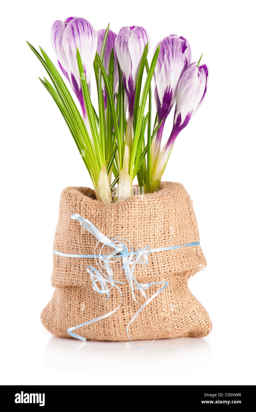 Blooming violet crocuses in canvas sack with blue ribbon on white background Stock Photo