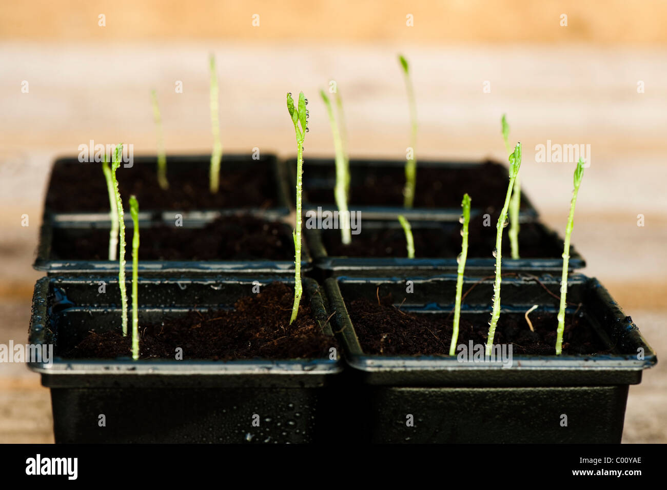 Sweet Pea 'Painted Lady', Lathyrus odoratus, seedlings Stock Photo