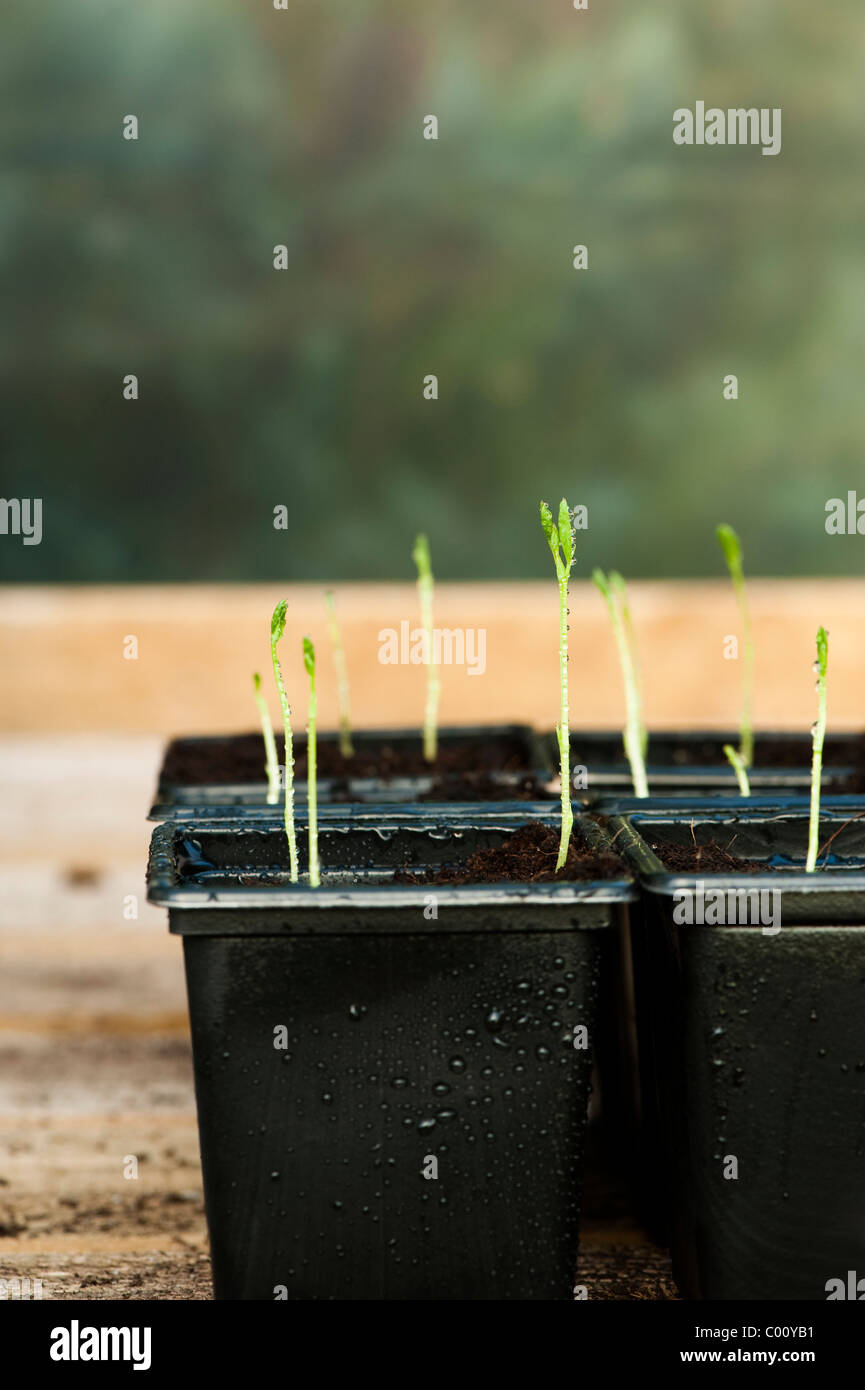 Sweet Pea 'Painted Lady', Lathyrus odoratus, seedlings Stock Photo