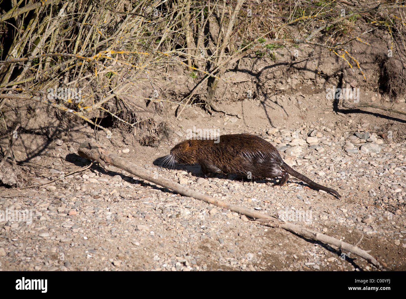 A mature coypu heading for its burrow on a bank of the Allier river (France). Ragondin adulte se dirigeant vers son terrier. Stock Photo