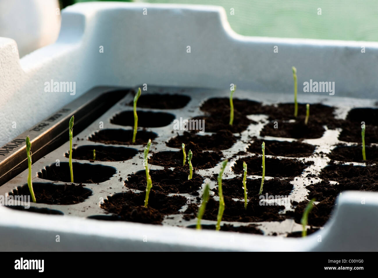 Sweet Pea 'Painted Lady', Lathyrus odoratus, seedlings Stock Photo