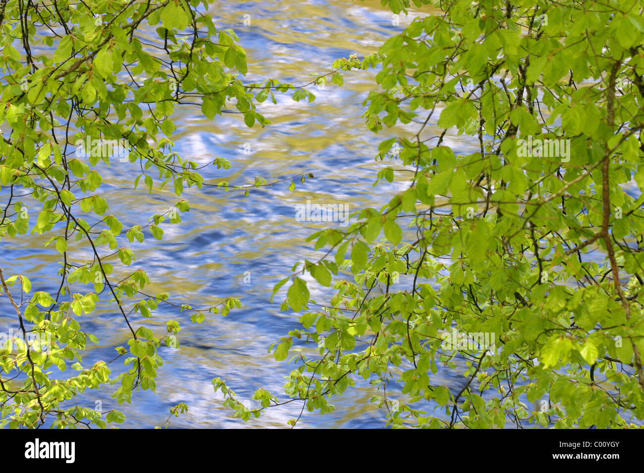 Branches with fresh green leaves overhanging the River Conon, Highlands, Scotland, UK Stock Photo