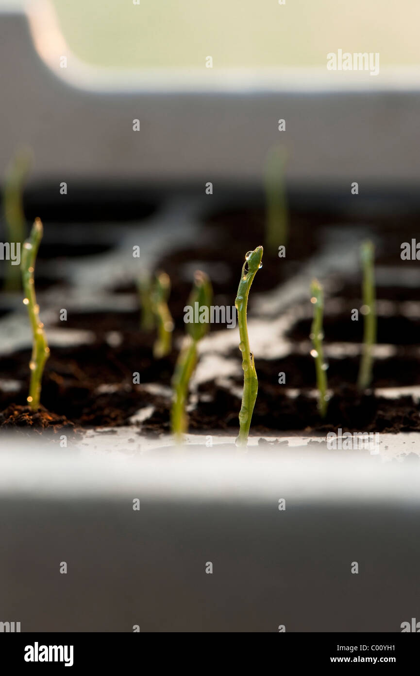 Sweet Pea 'Painted Lady', Lathyrus odoratus, seedlings Stock Photo