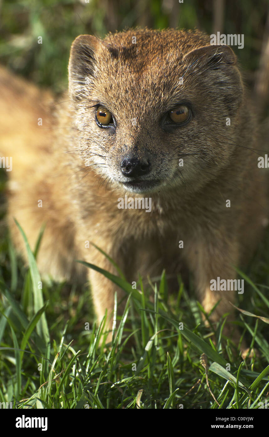 Yellow mongoose (face shot) Stock Photo