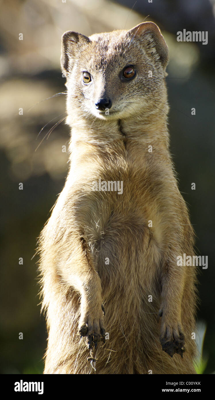 Yellow mongoose standing upright Stock Photo
