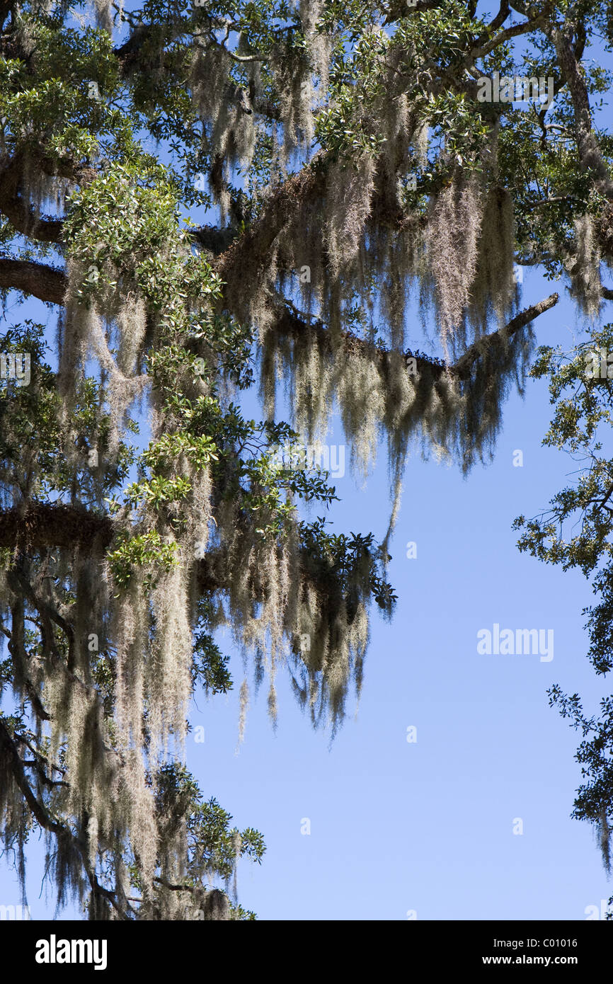 Spanish moss grows by hanging from the branches of an oak tree in the