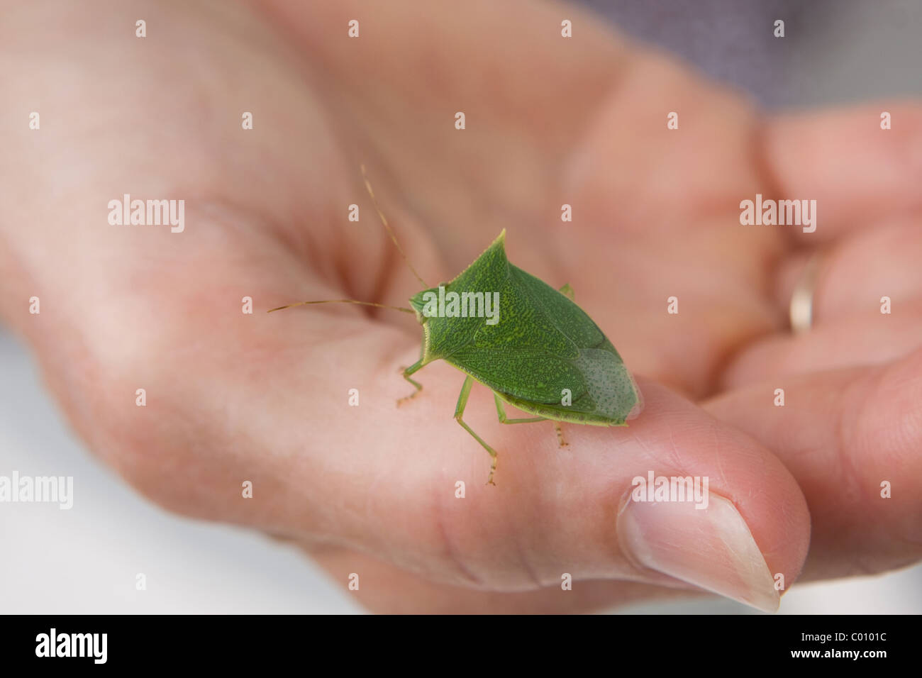 A woman holds a spined green stink bug in the Family Pentatomidae, scientific name - Loxa flavicollis. Stock Photo
