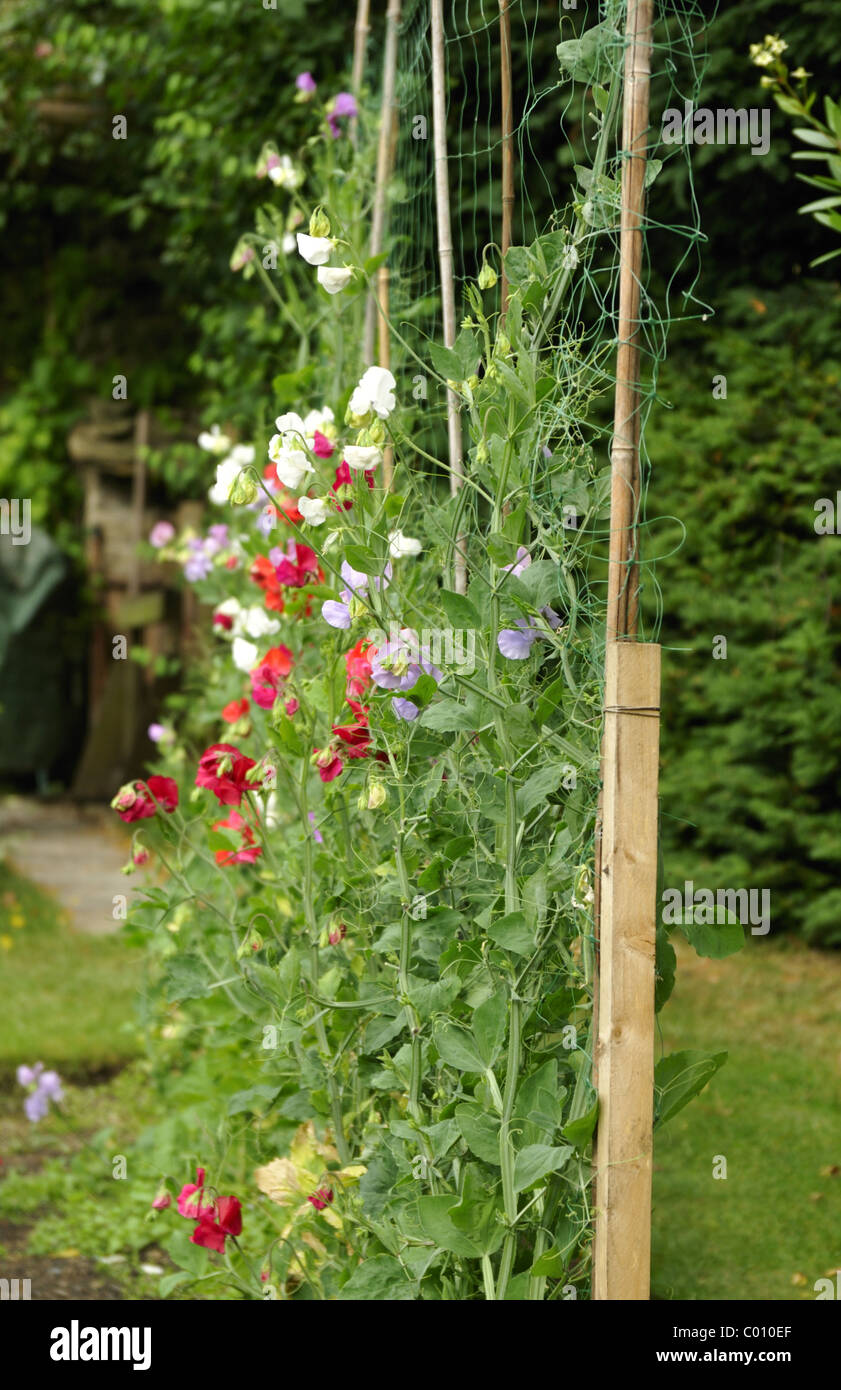Sweet peas blooms supported by canes and nettings Stock Photo Alamy