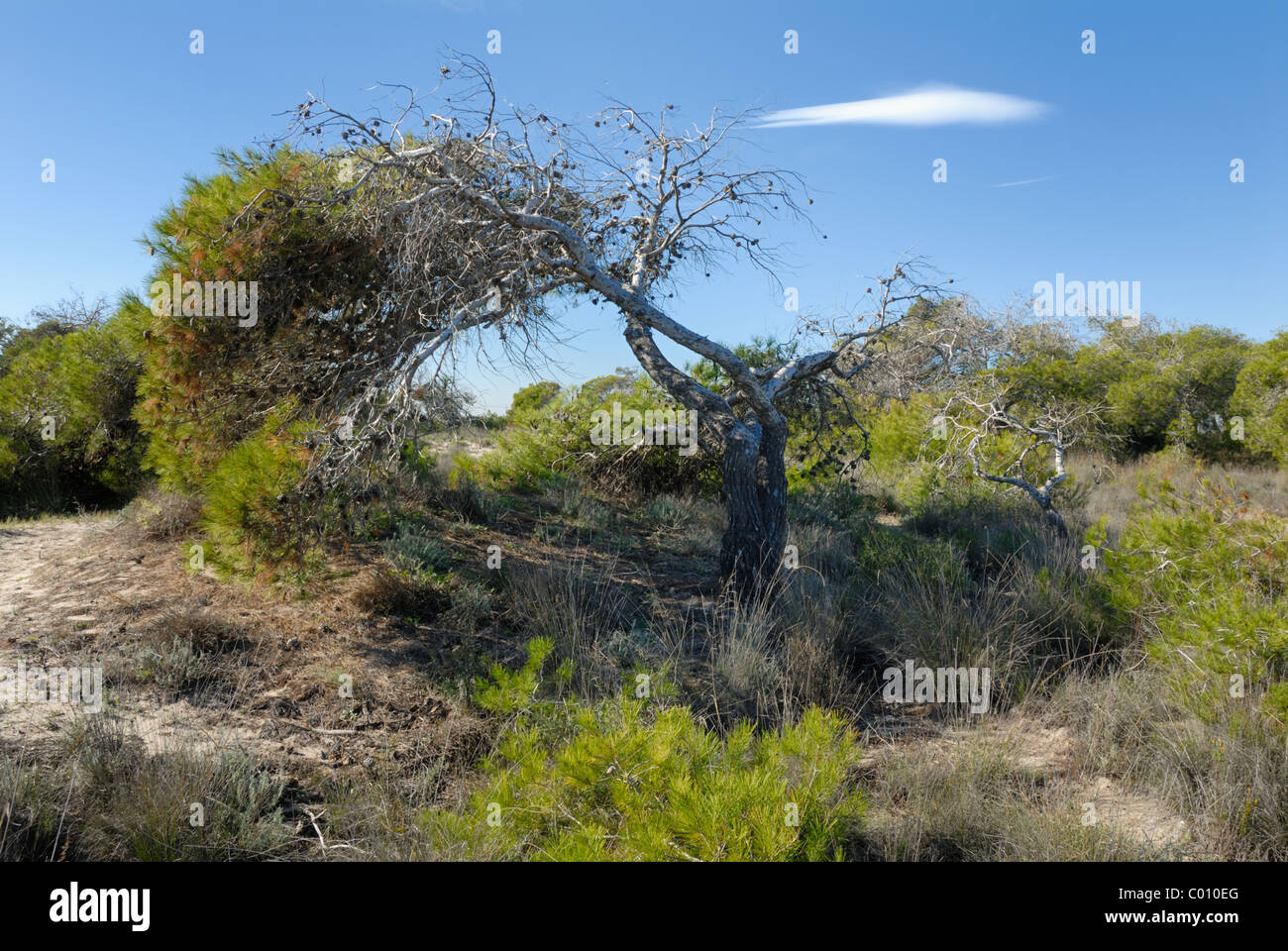 Tree bent by the wind at Las Salinas de San Pedro del Pinatar. Stock Photo