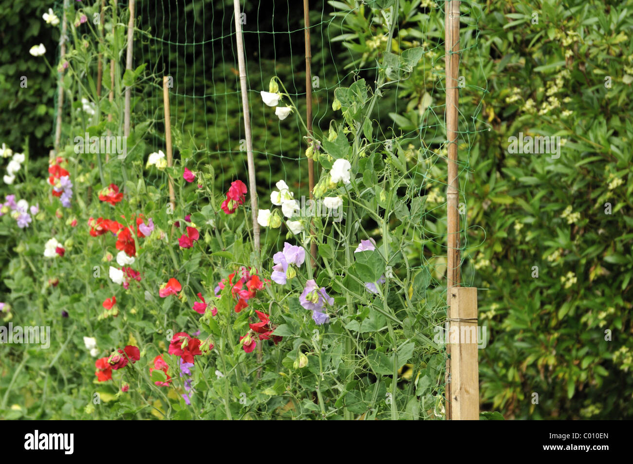 Sweet peas blooms supported by canes and nettings Stock Photo Alamy