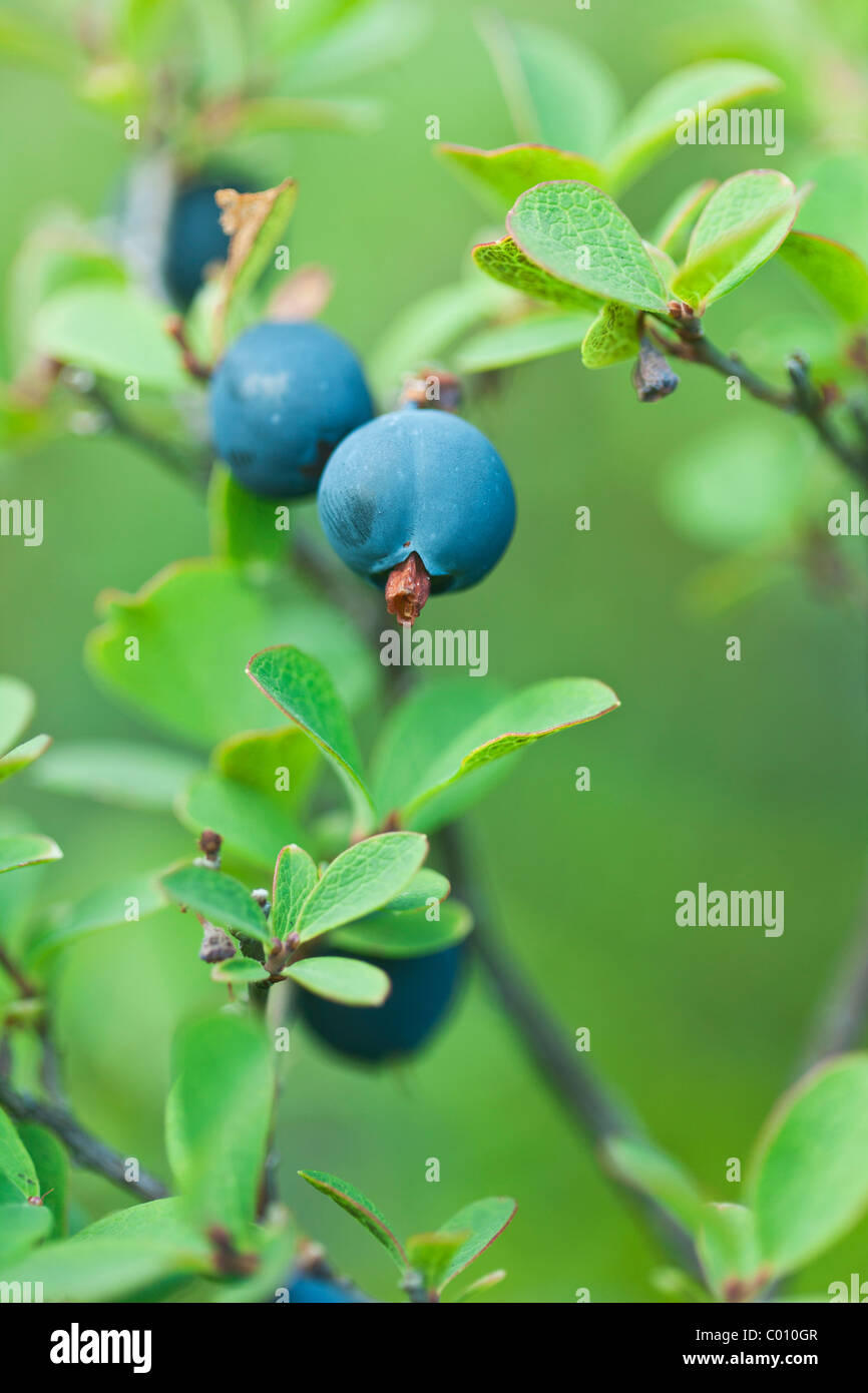 Blueberries in the wild macro shot Stock Photo Alamy