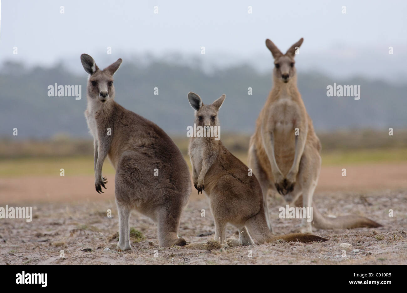Forester (Eastern Grey) Kangaroos (Macropus giganteus) Three 3 male female and joey Stock Photo