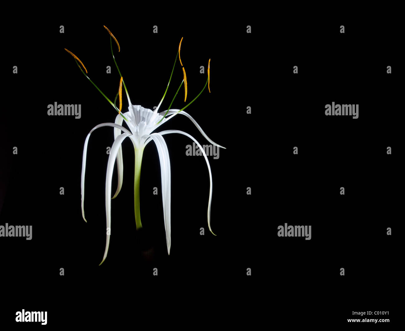 A white Crinum Lily or Cape Lily on a black background Stock Photo