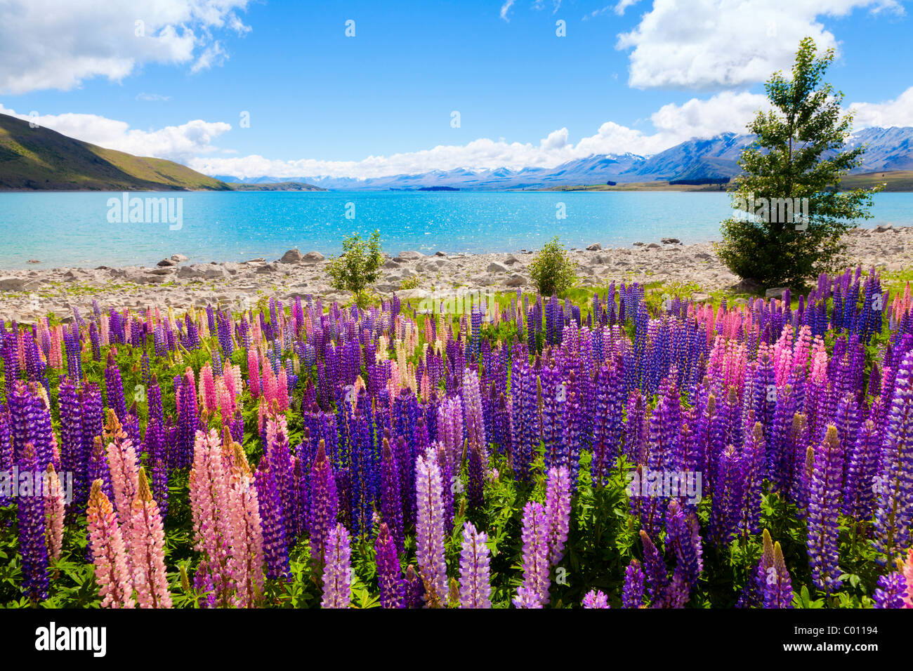 Lupin wildflowers on the shore of lake Tekapo in New Zealand Stock Photo Alamy