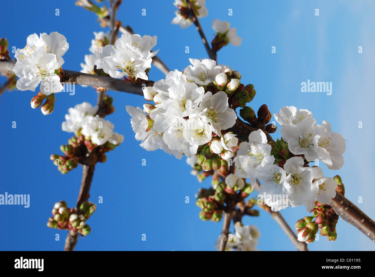 cherry flowers with blue sky background Stock Photo - Alamy