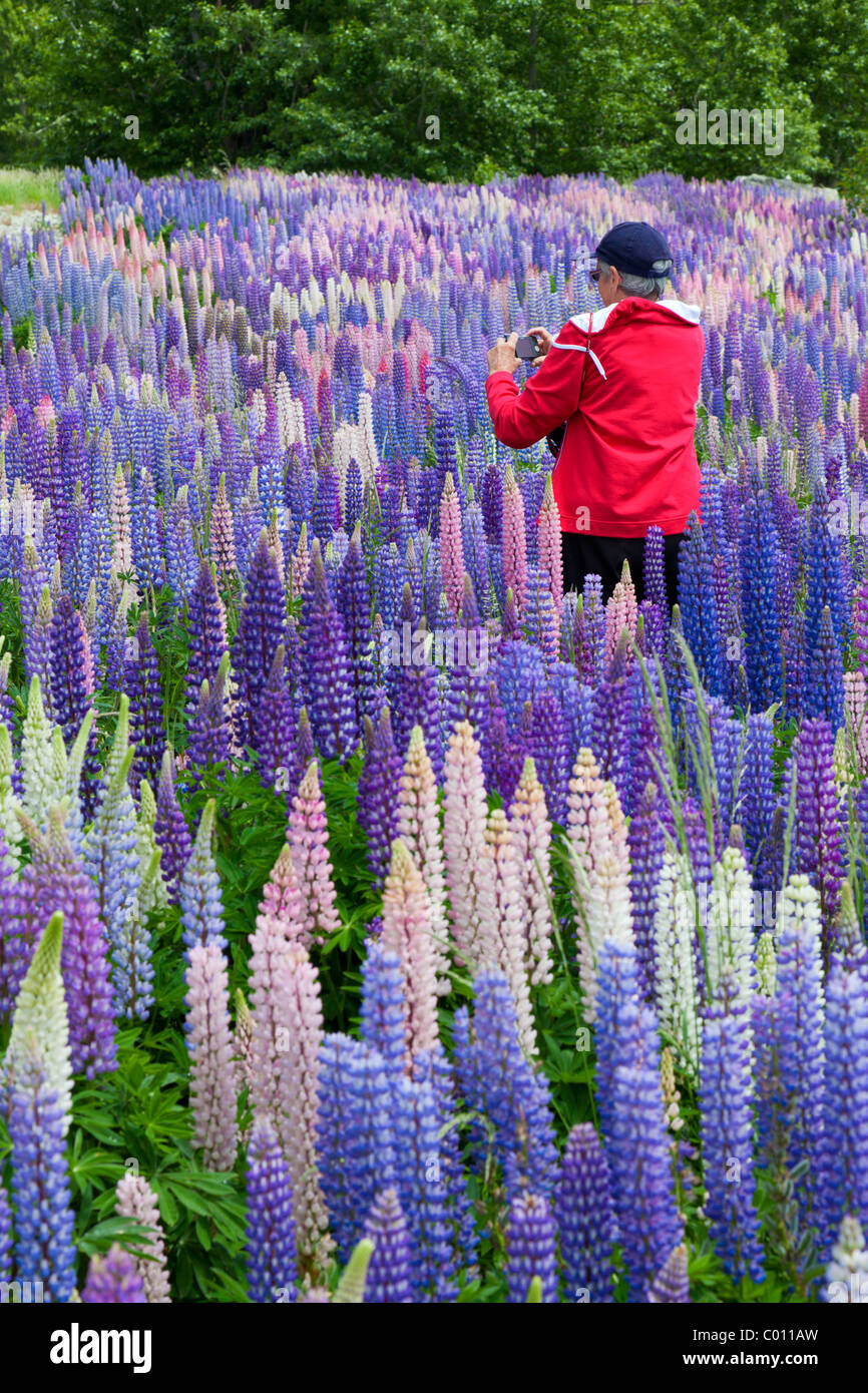 Lupin wildflowers in New Zealand Stock Photo