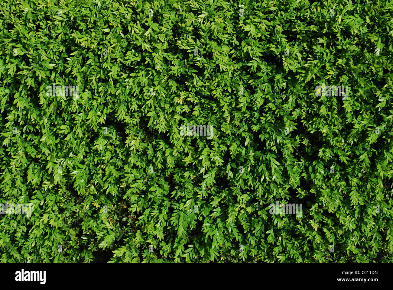 green grass background on a wall Stock Photo - Alamy
